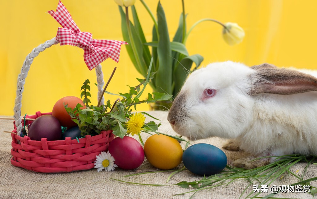 生兔子需要公兔和母兔在一起吗,兔子生完小兔子要不要分开