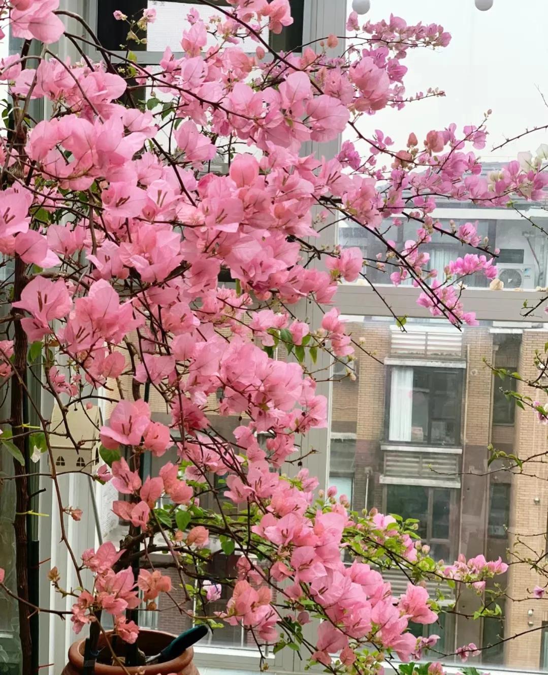 90后姑娘回家改造楼顶花园,5000元楼顶造花园