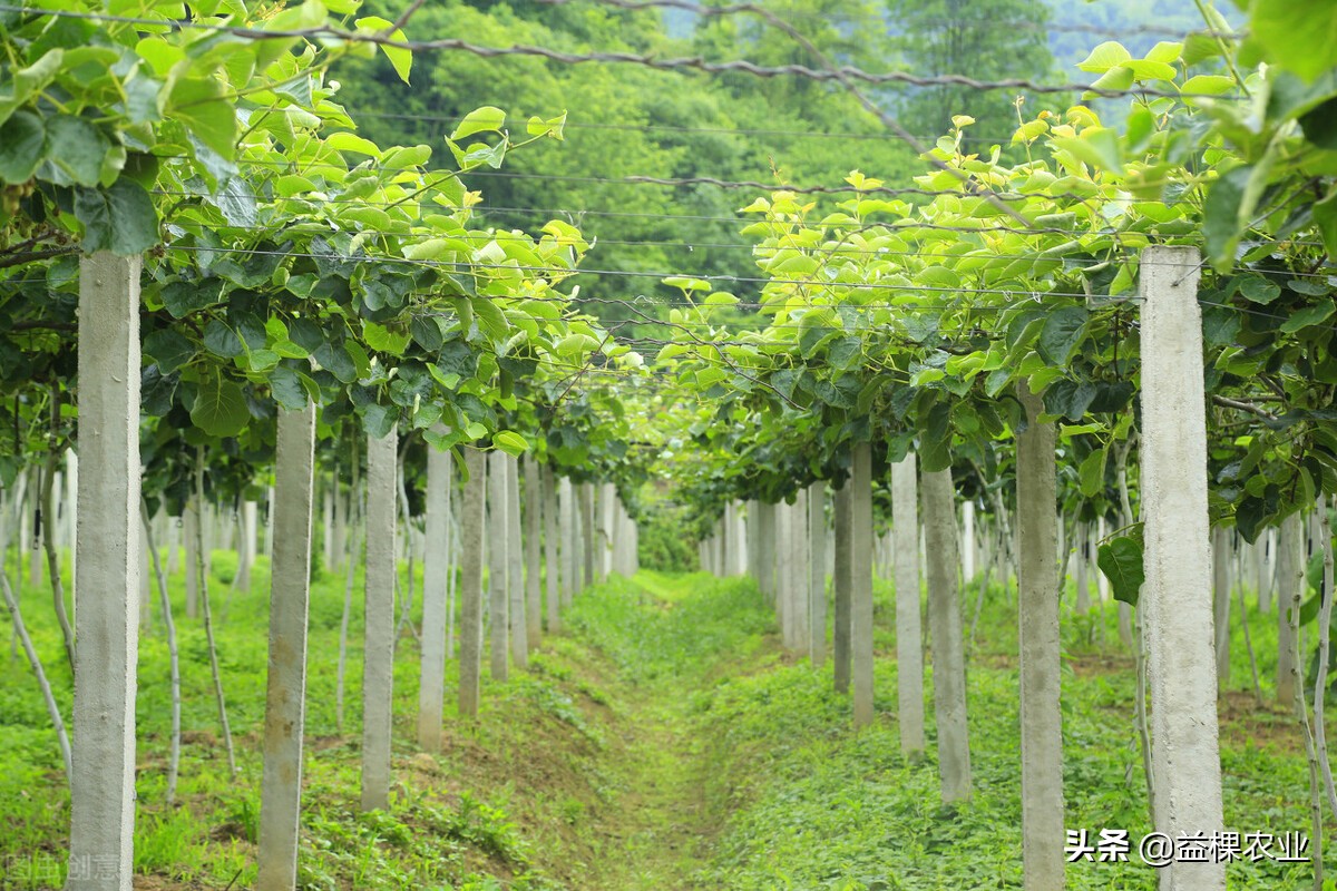 内蒙古荒山适合种植什么药材,荒山种植什么前景好