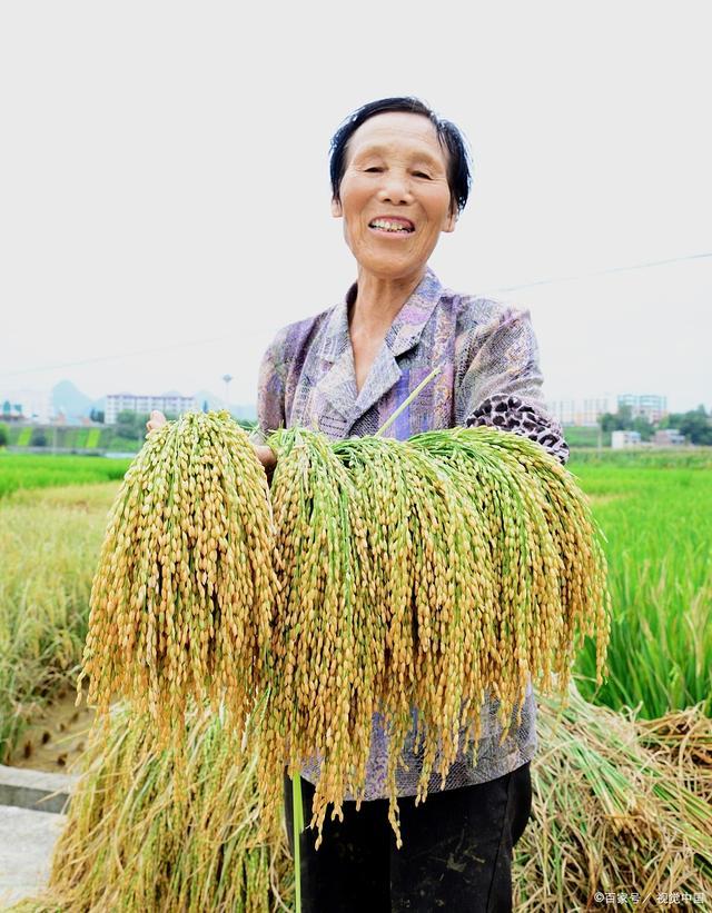 为什么农民做什么也没有挣到钱,为什么农民最辛苦却挣不到钱