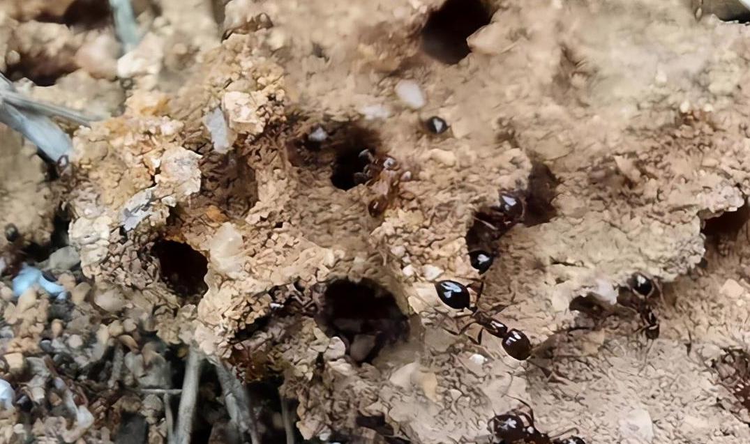 红火蚁已入侵四川48个县市区,红火蚁被入侵的视频