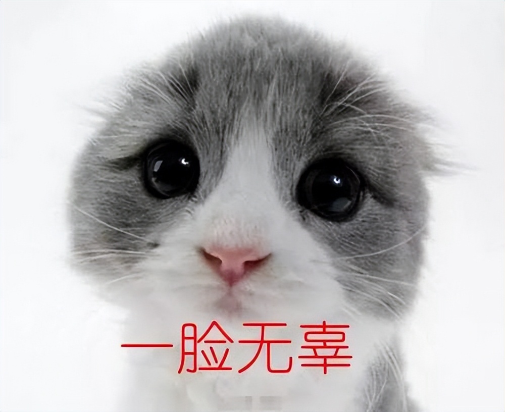 养猫的坏处有哪些,合租室友养猫坏处