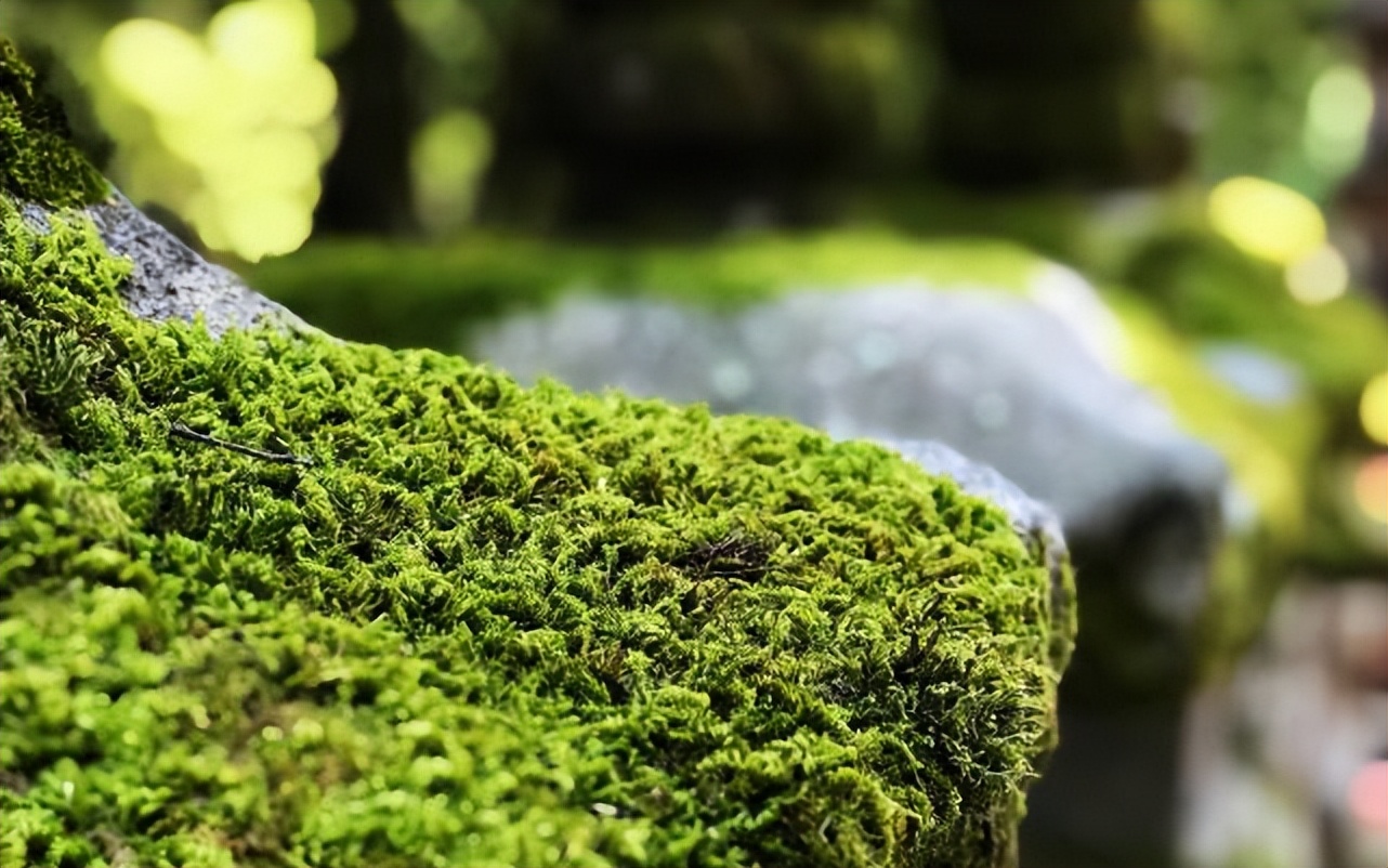 在野外迷路了有什么天然指南针,在野外迷了路有哪些天然指南针