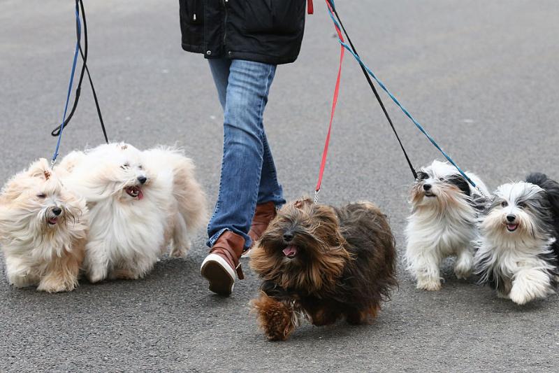 不同品种的狗狗性格差异有多大,16种常见狗狗的优缺点