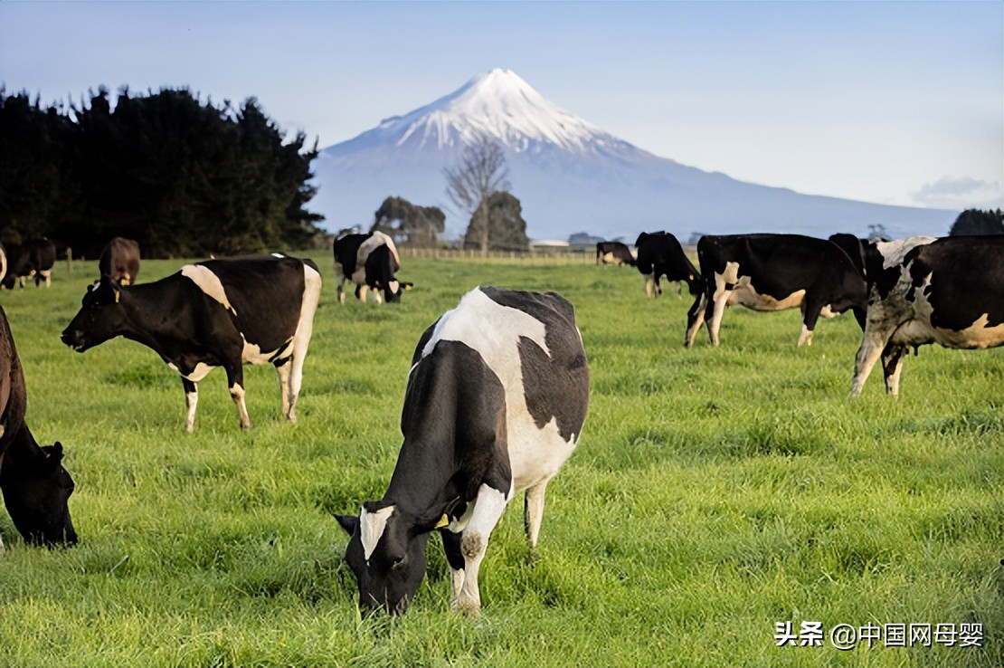 高培一百奶粉婴幼儿,优质草饲奶粉