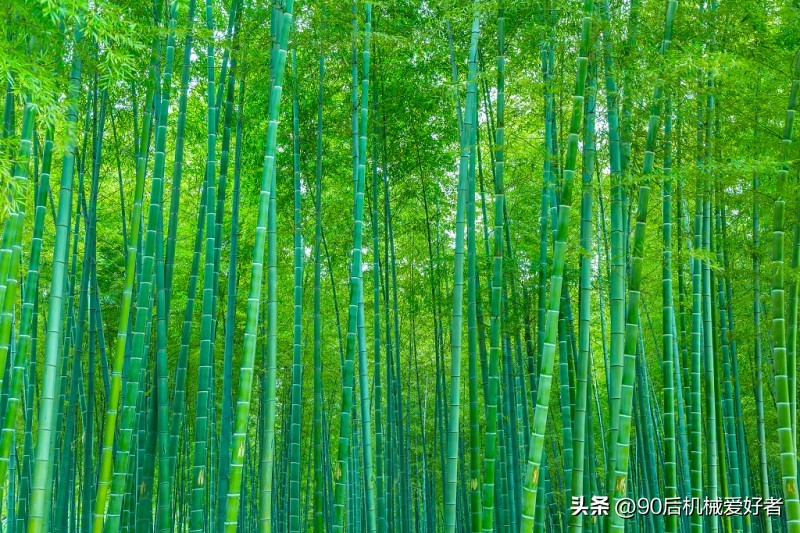 以竹炭加工一吨为例聊聊竹炭加工利润有多大