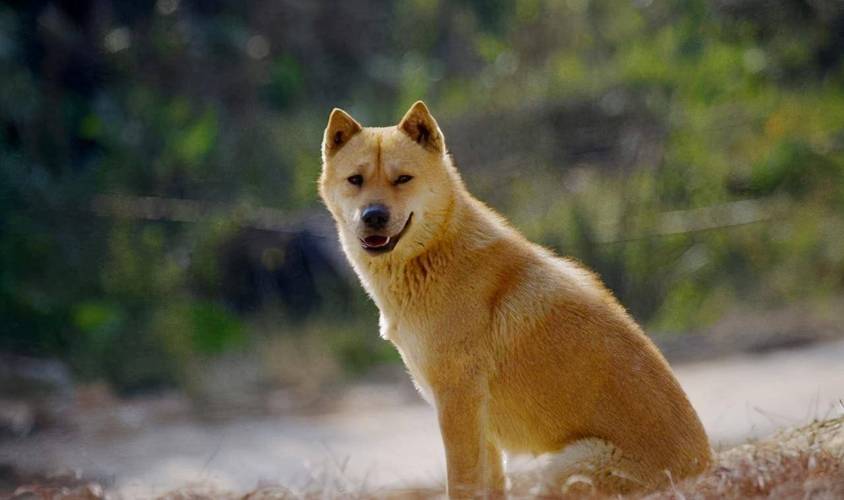 中华田园犬的血统是狗中最高贵的,中华田园犬五大名狗品种