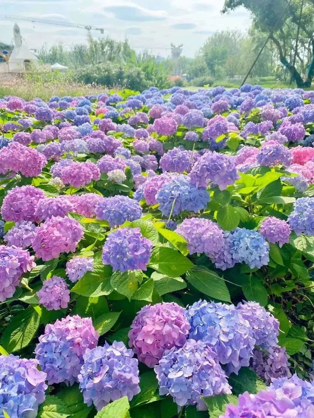 这份赏花地图请收好西安,西安周边春季赏花好去处
