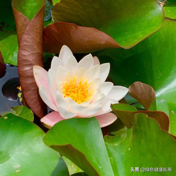 世界花园风景,世界花园