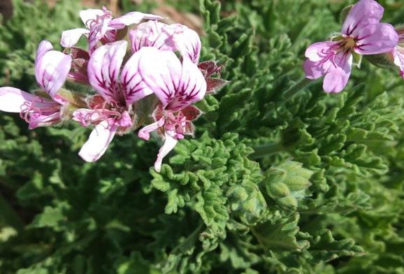 屋里养什么花不招苍蝇,家里养这2种花净化空气带来好运