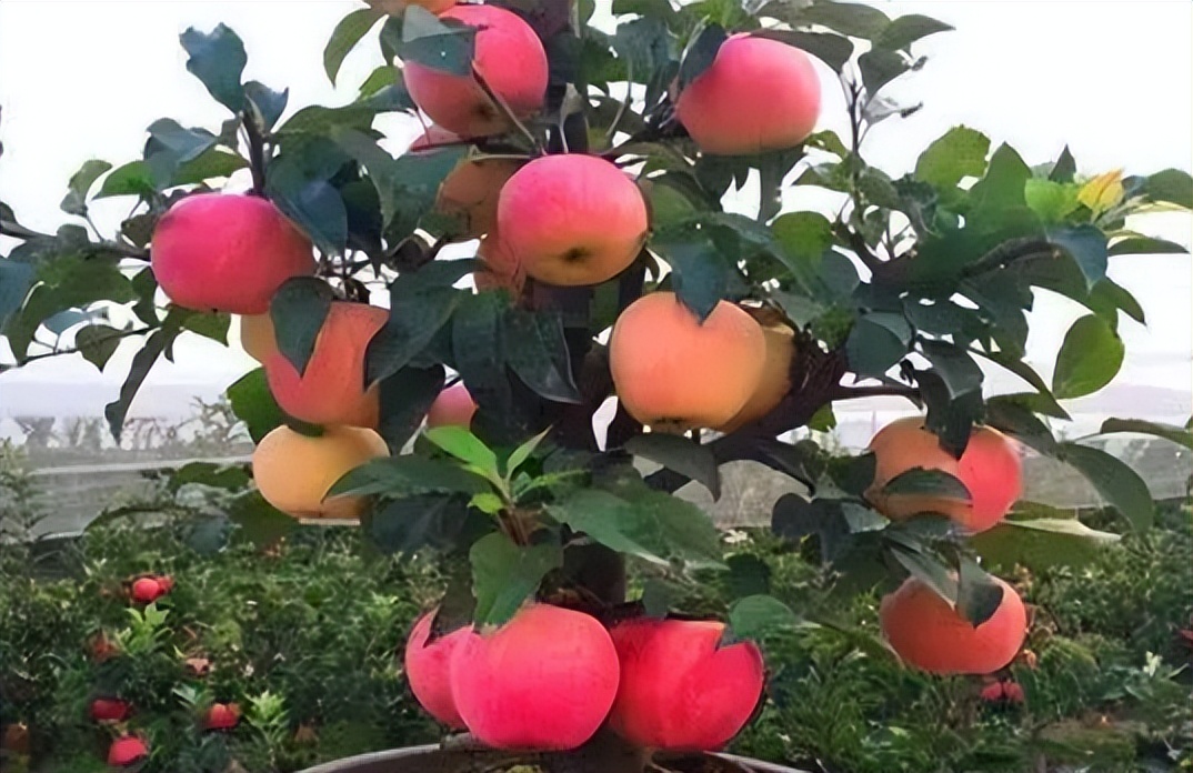 矮化苹果盆景种在家里能结果吗,苹果盆景矮化栽培