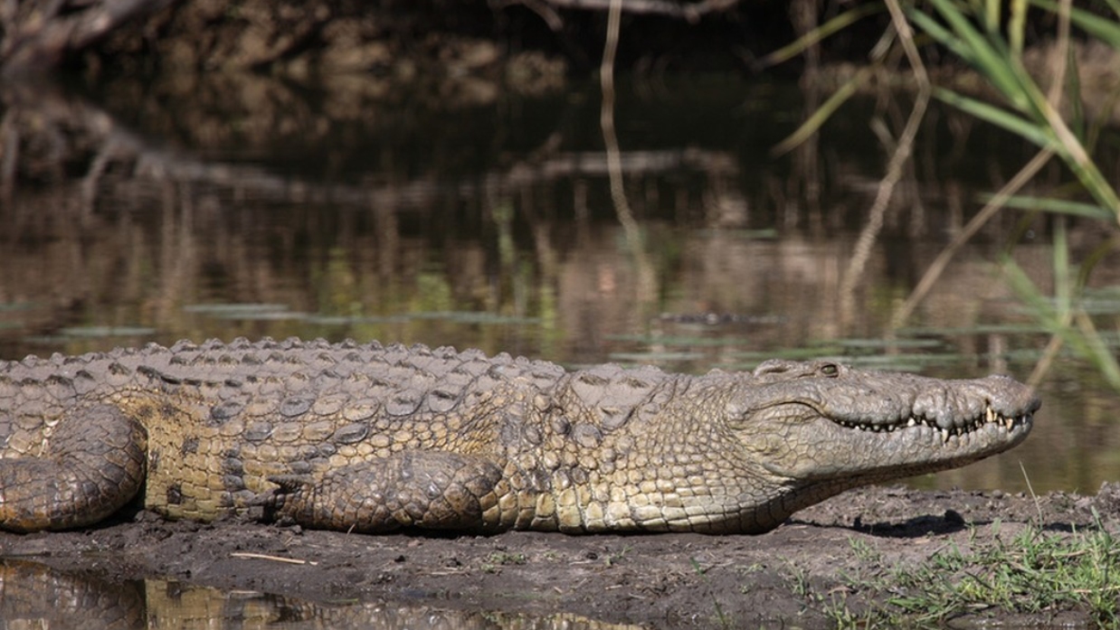 非洲草原上的“粮库”角马，社交与繁殖方式，都十分奇特
