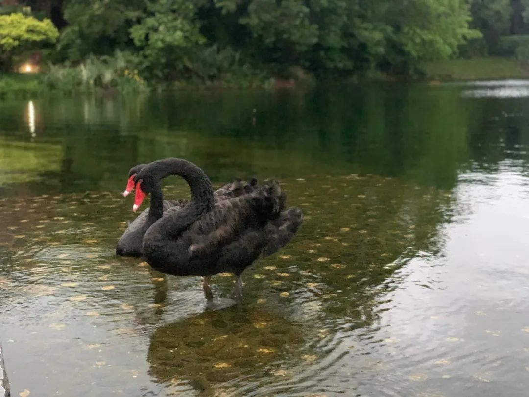 “低估值陷阱”有时候不仅是陷阱，也是一种诅咒