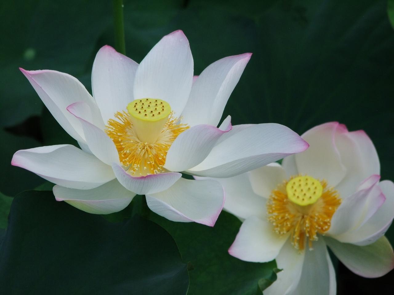 诗词·百花集：清水碧潭浮菡萏，翠盖玉颈立芙蓉