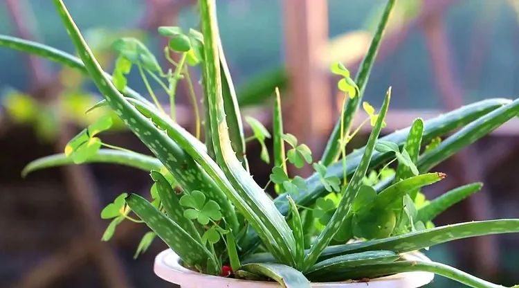 新房装修完多久可以入住没有甲醛,新房装修完多久能入住没有甲醛