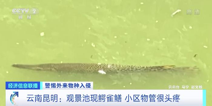 多地报告发现！专家紧急提醒：不能吃，卵有剧毒