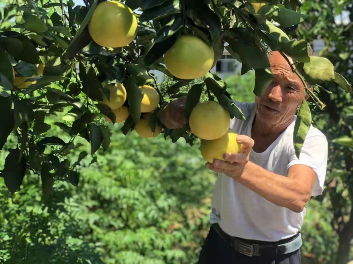 艺术节的四大天王,全球四大天王巨星