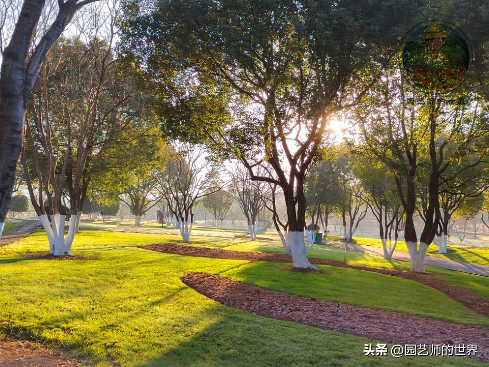 疏林草地的作用,疏林草地效果图