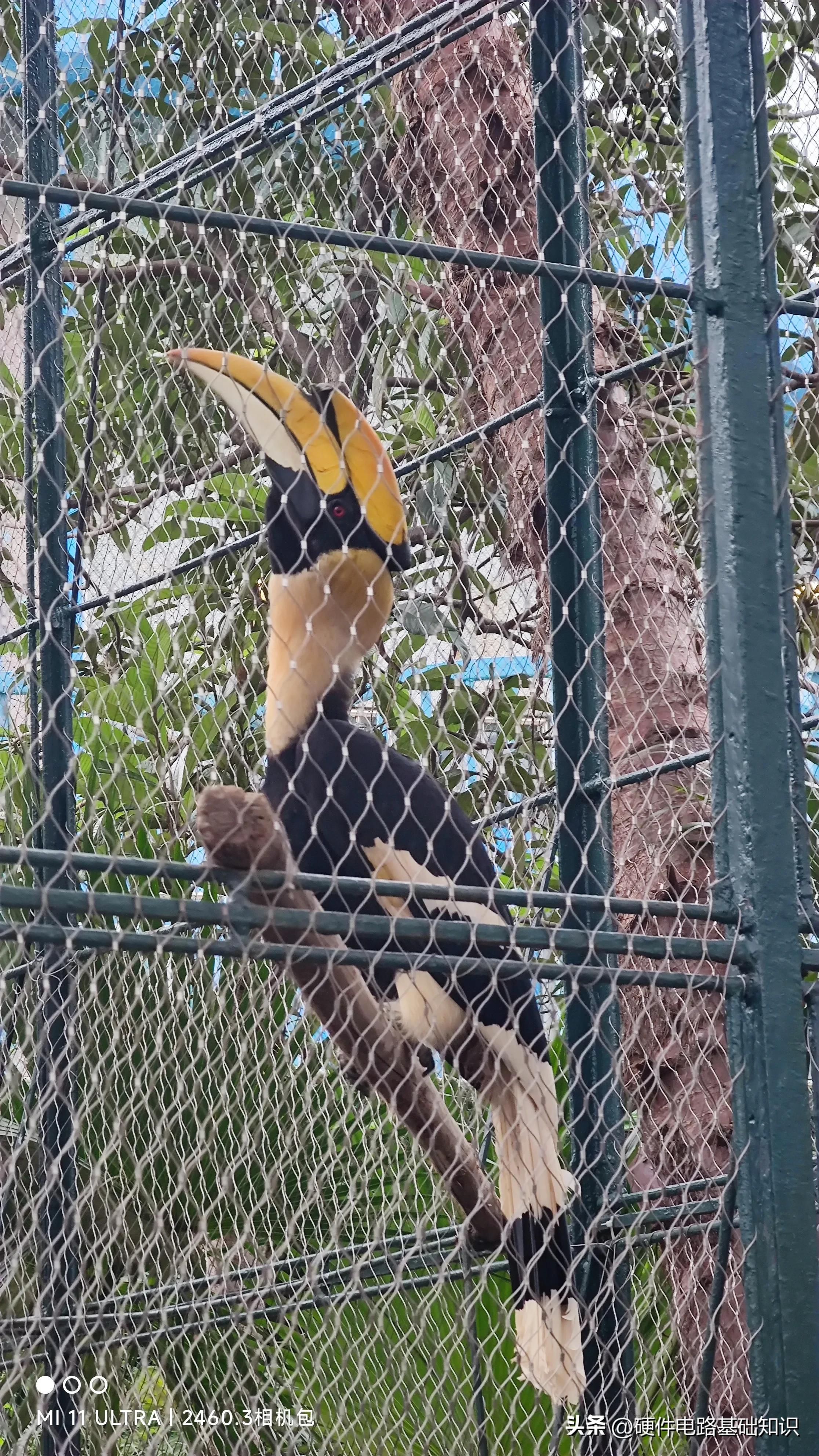 五一广州动物园人挤人的一天,广州动物园有序开放