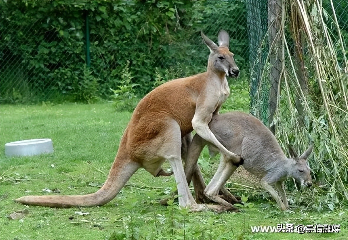 独行月球袋鼠踢沈腾露肚子片段,独行月球沈腾被袋鼠踢飞露肚子