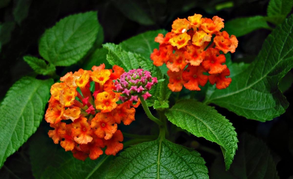 蛇蝎芙蓉花,皖南蛇蝎花