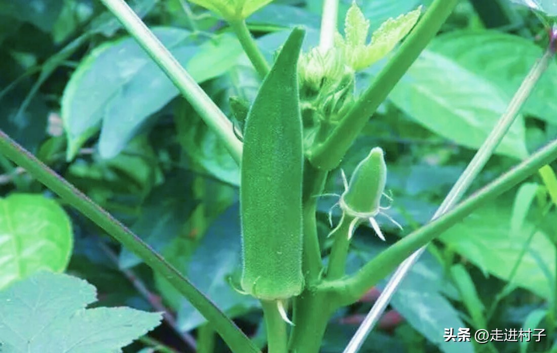 秋葵彻底消灭蚜虫的小妙招,秋葵叶面生虫子喷什么药