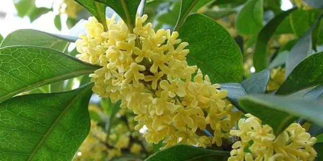 清可绝尘,清可绝尘浓能远溢什么意思