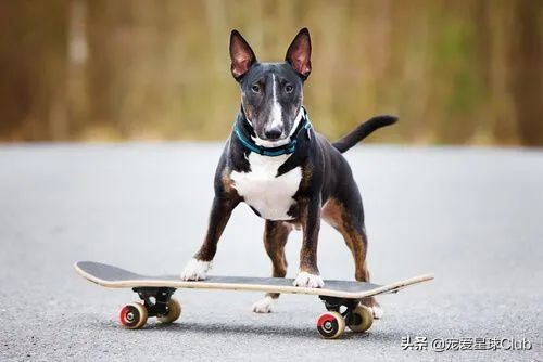 百科|牛头梗，汪生彪悍的大头骑士