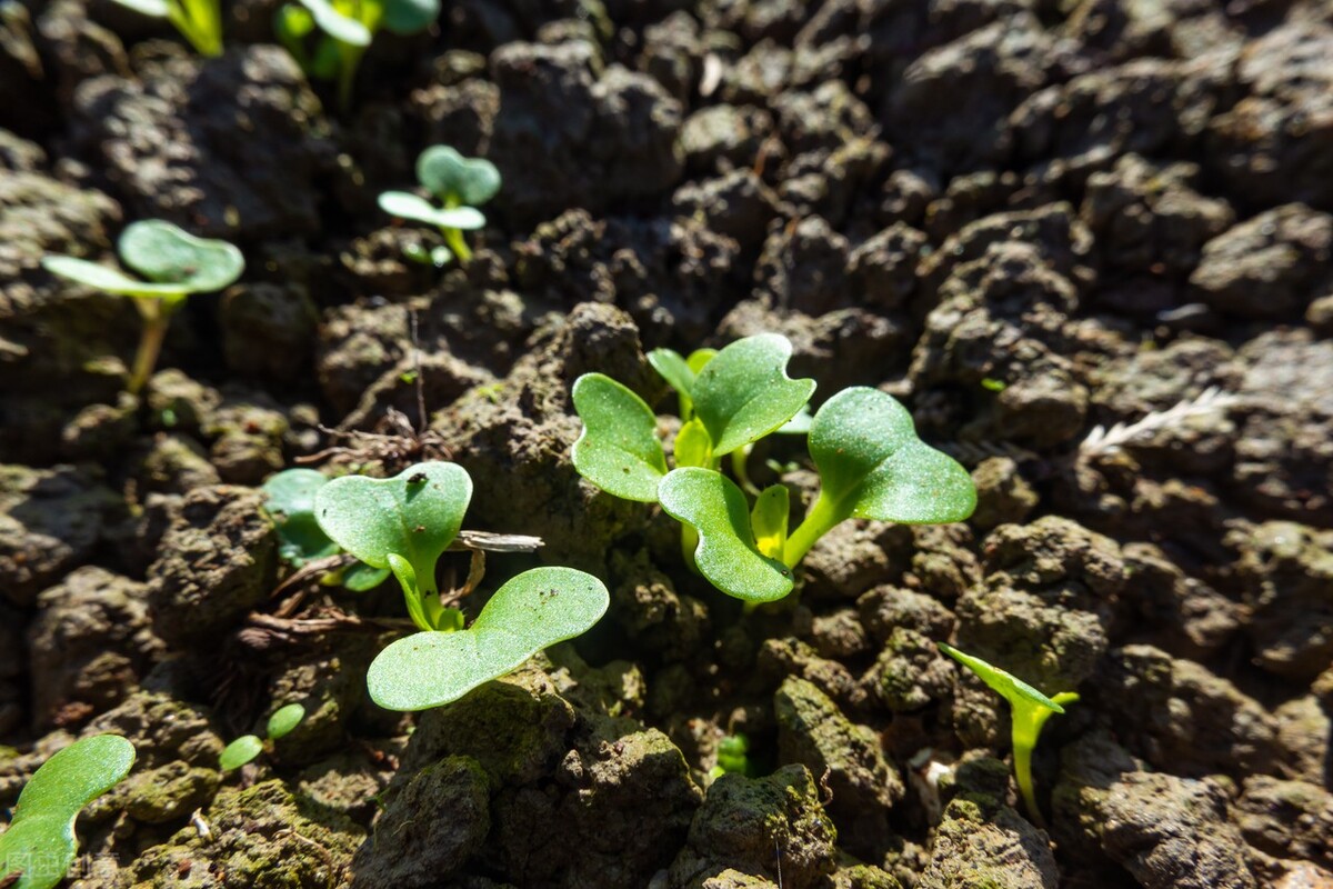 白菜出芽了之后种不活,白菜出苗了却不长怎么回事