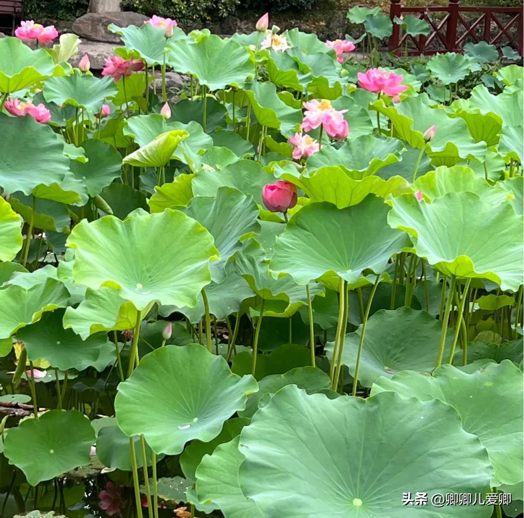 夏日荷花别样美,夏至赏荷映日荷花别样红