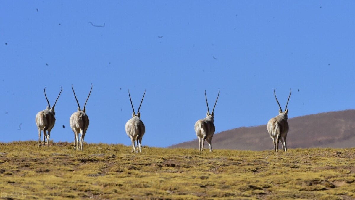 在村里当村官有意义吗,在村上当村干部有前途吗