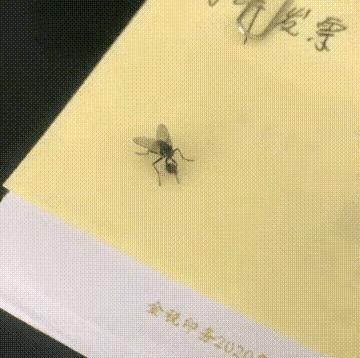 十年不吃不动还能存活的动物,可能还幸存的十大动物