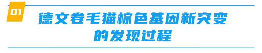 重点色德文卷毛猫棕色,德文卷毛猫有什么基因缺陷吗