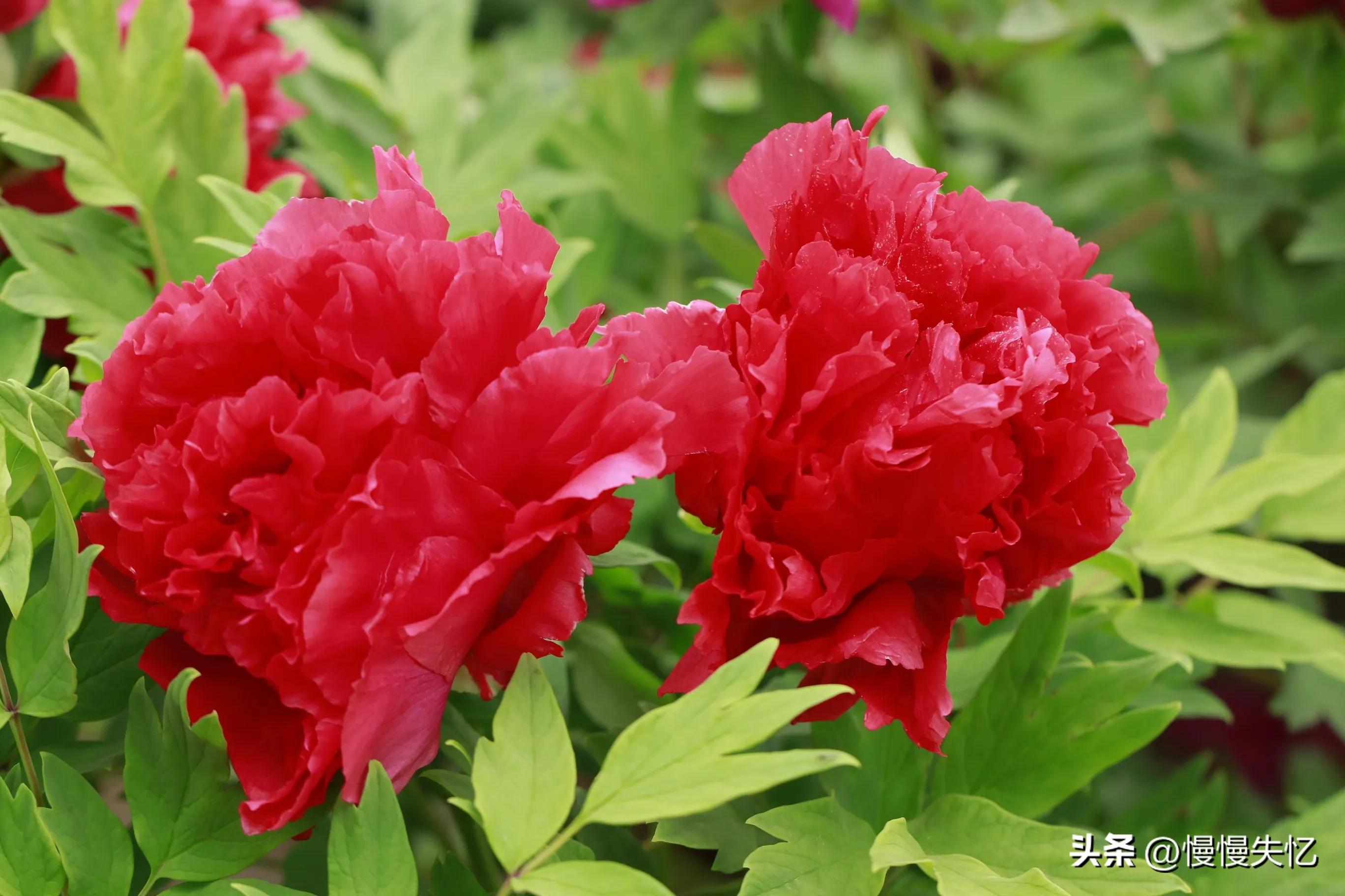 宋朝牡丹诗词,历代咏牡丹花诗词大全