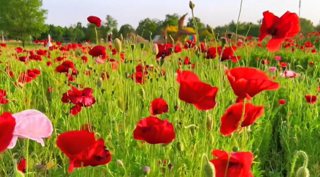 郑州周边网红打卡游玩攻略,适合孩子玩的郑州网红景点打卡地