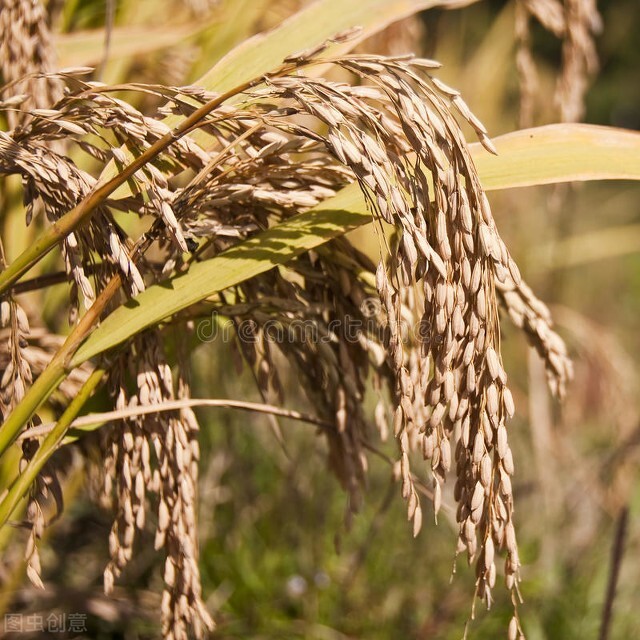 吃有虫的大米饭有什么不好,米饭里有虫子还能吃吗