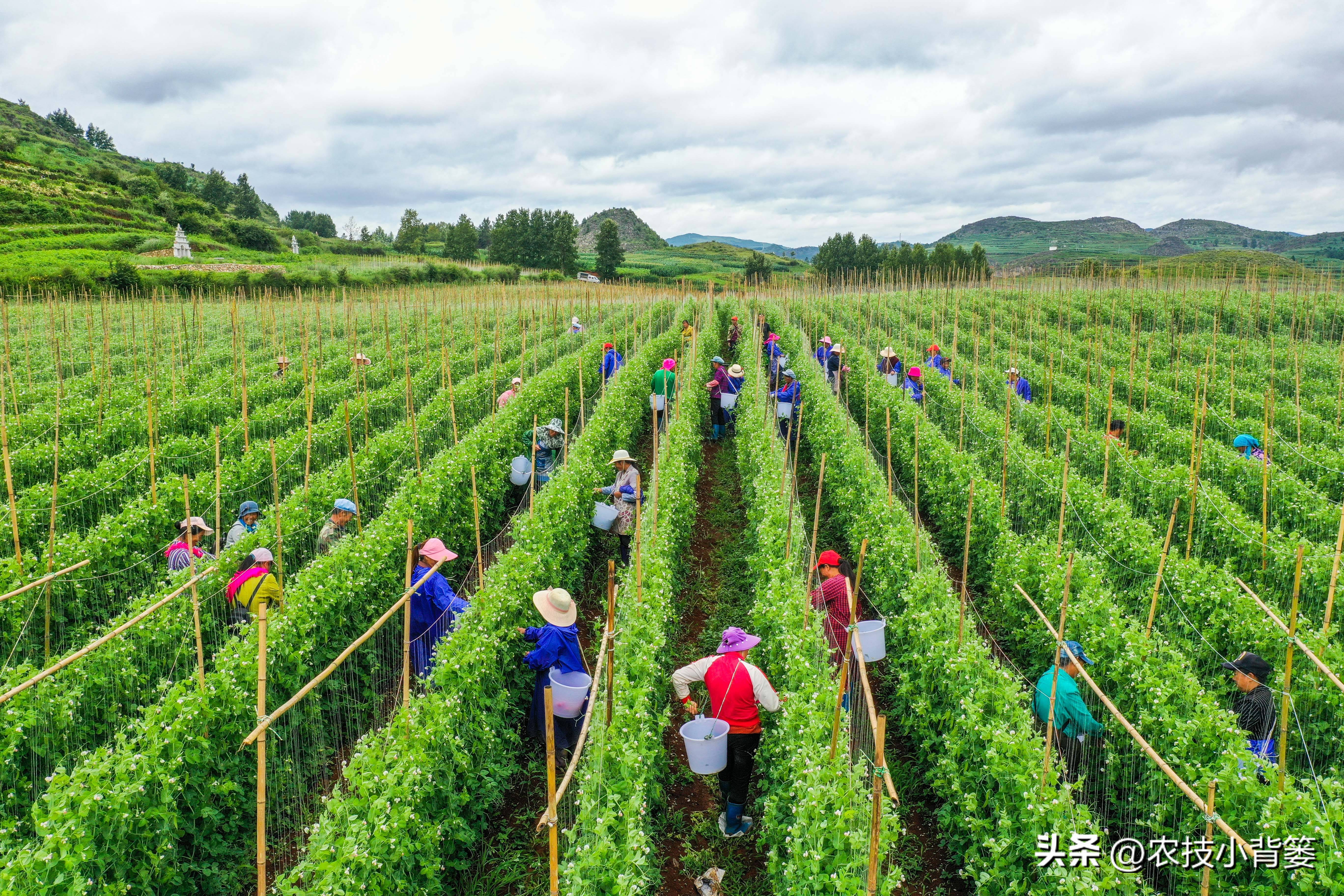 微生物菌肥的正确使用,微生物菌剂与菌肥区别是什么