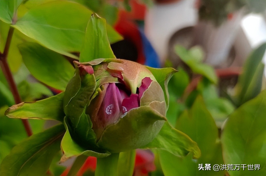 牡丹花用什么肥料好呢,牡丹花不开花只长叶
