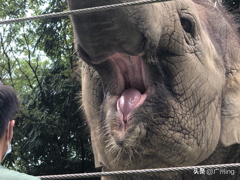 世界大象日了解亚洲象大种群,大象培育巨象