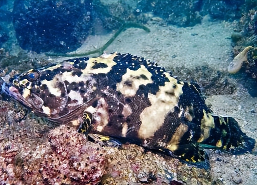 马鞭草和鹿衔草对养殖虎龙杂交斑生长与免疫影响的研究