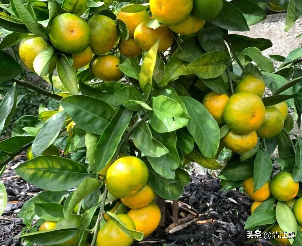 如何防柑橘成熟期低温落果,柑橘返青后怎样脱青