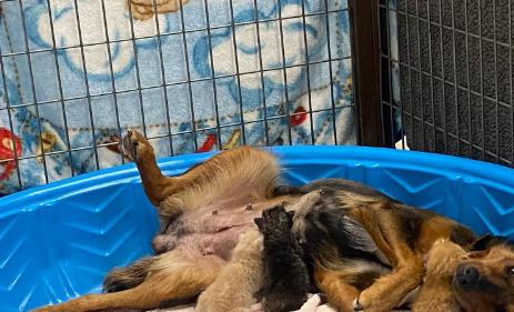 宠物狗胎死腹中怎么办,狗宝宝早产怎么救