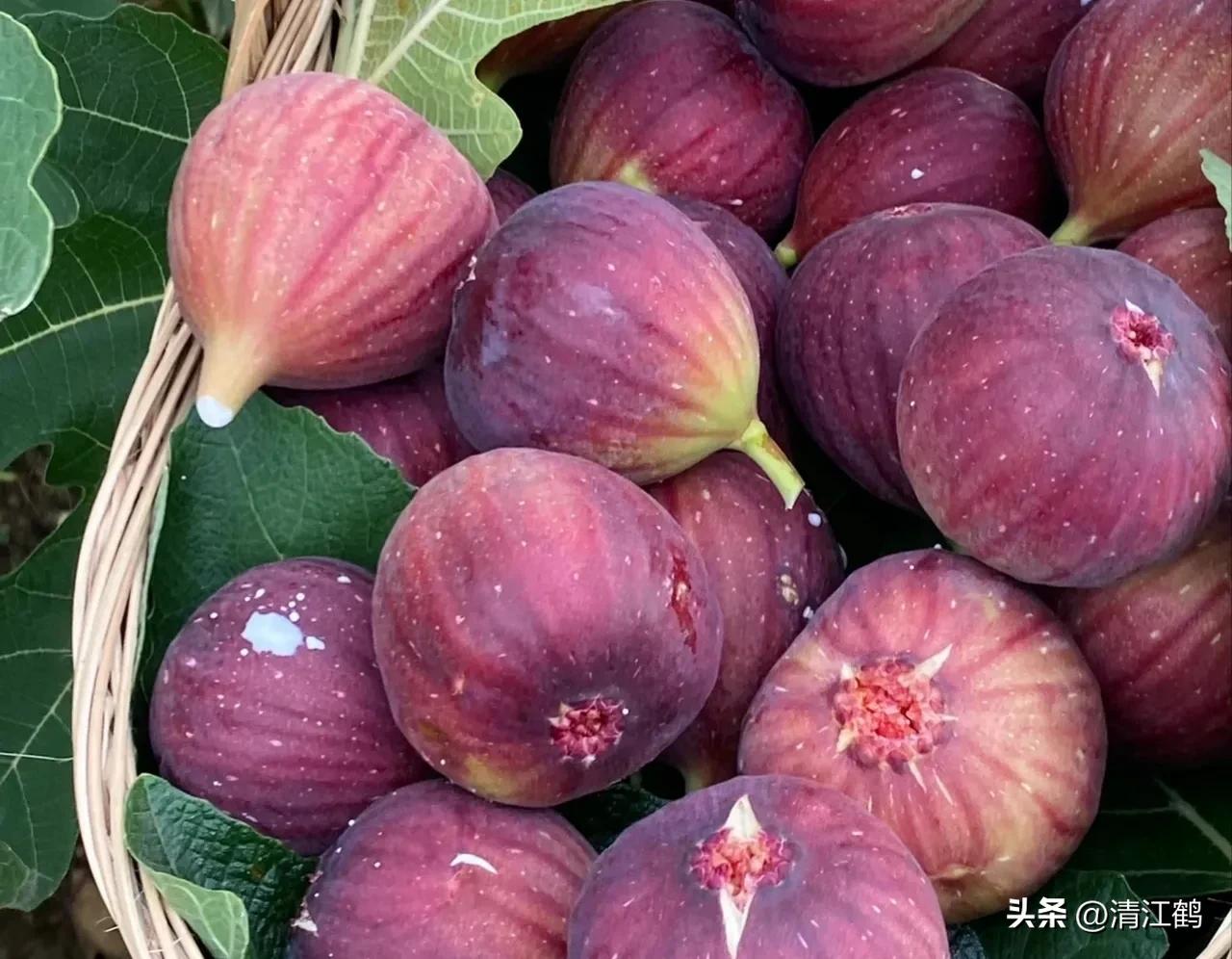 无花果的种植与管理治虫方法,无花果栽培到结果后怎样管理