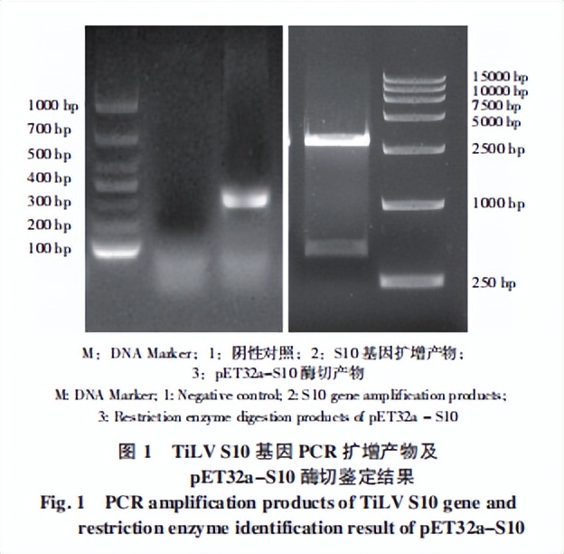 罗非鱼感染嗜水气单胞菌怎样治疗,罗非鱼病毒