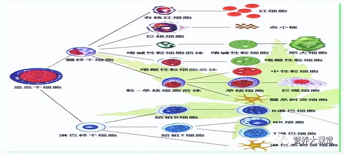 认识人体骨骼系统步骤与结论,带你了解骨骼健康