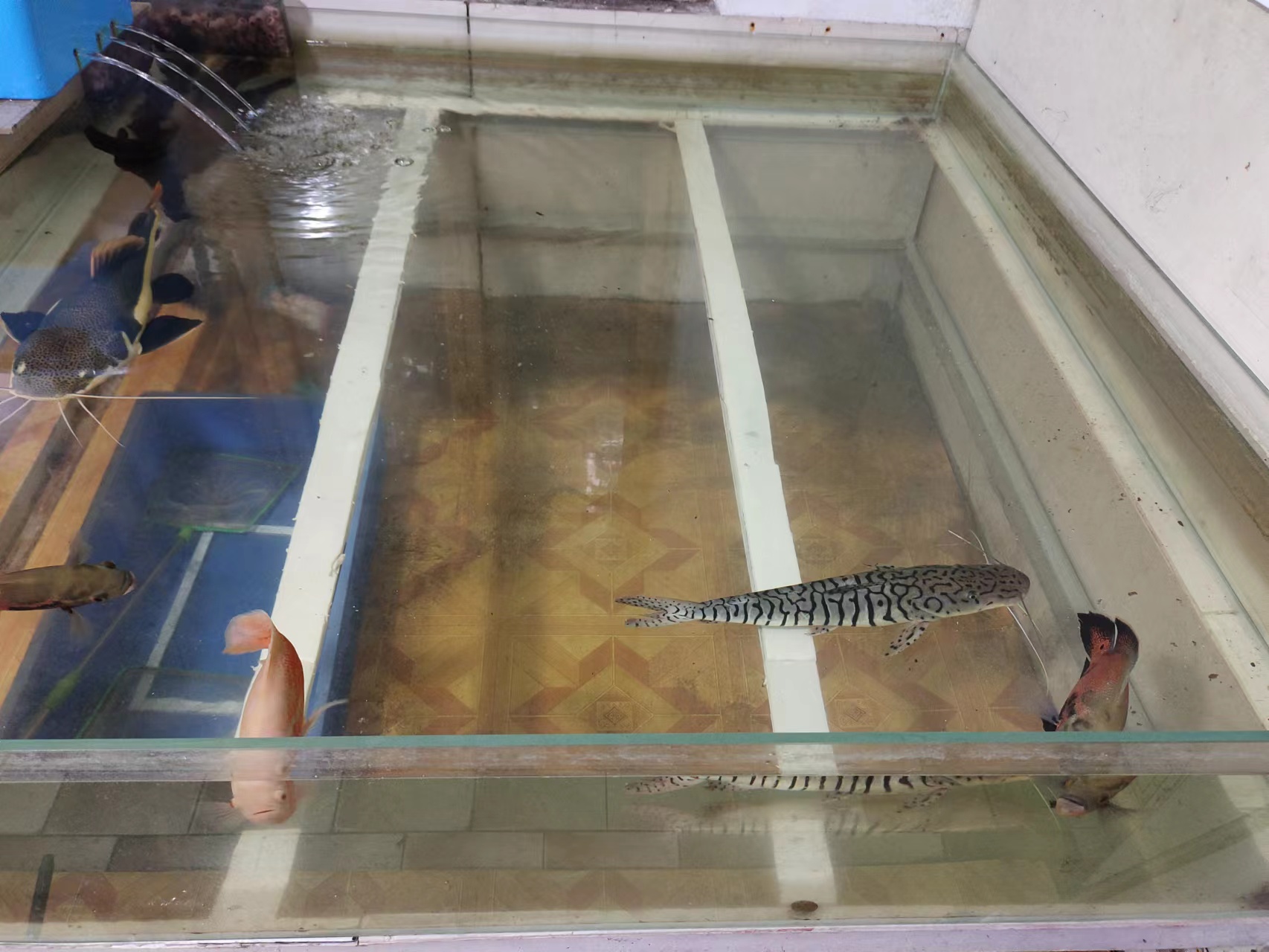 观赏鱼体表充血怎么回事,观赏鱼体表粘液分泌异常多