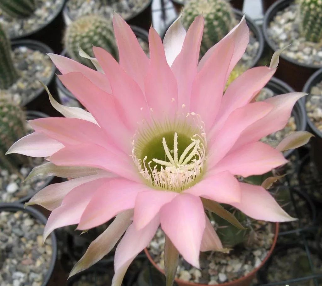 200种·仙人球开花图鉴，大开眼界，美到爆