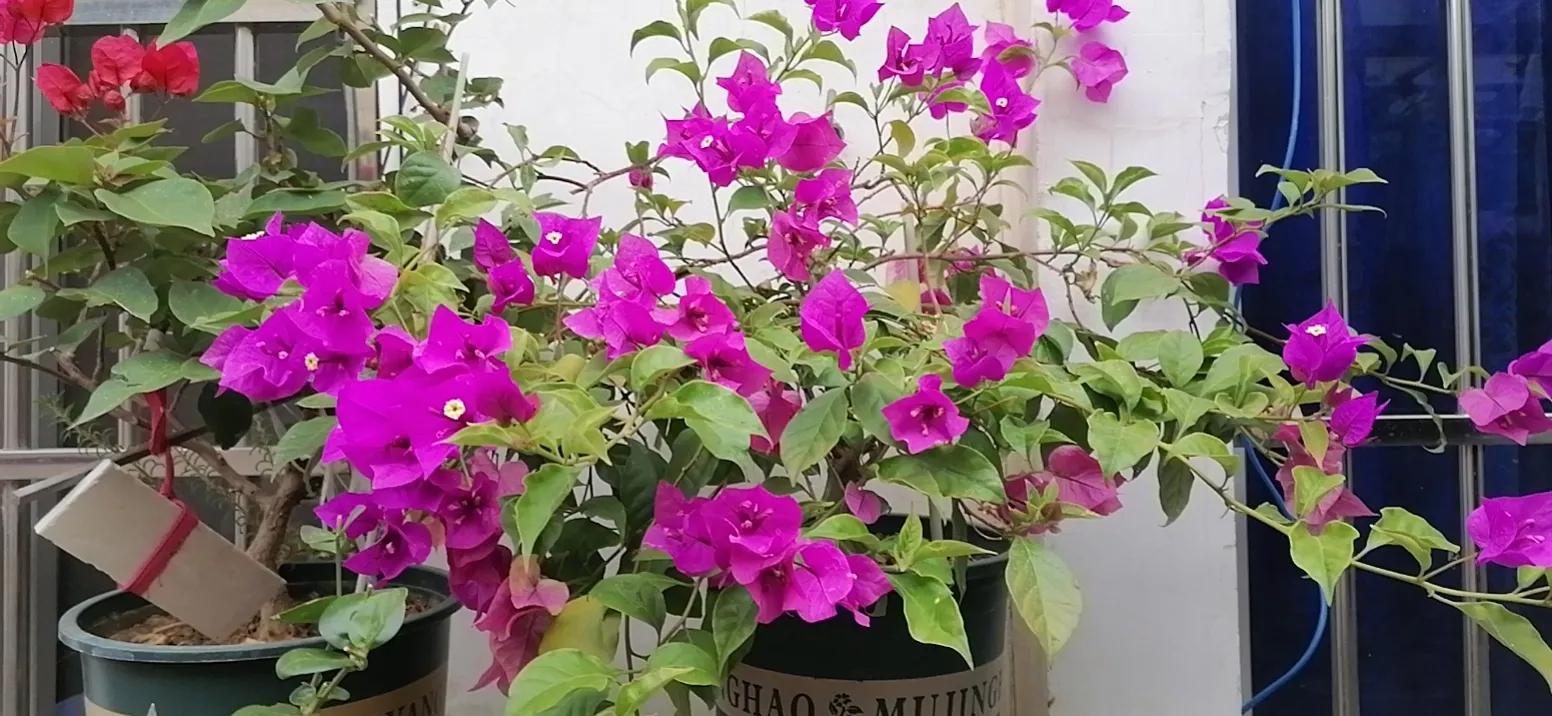 网购超过七天不给退货怎么办,拼多多的货超过七天还能退货吗