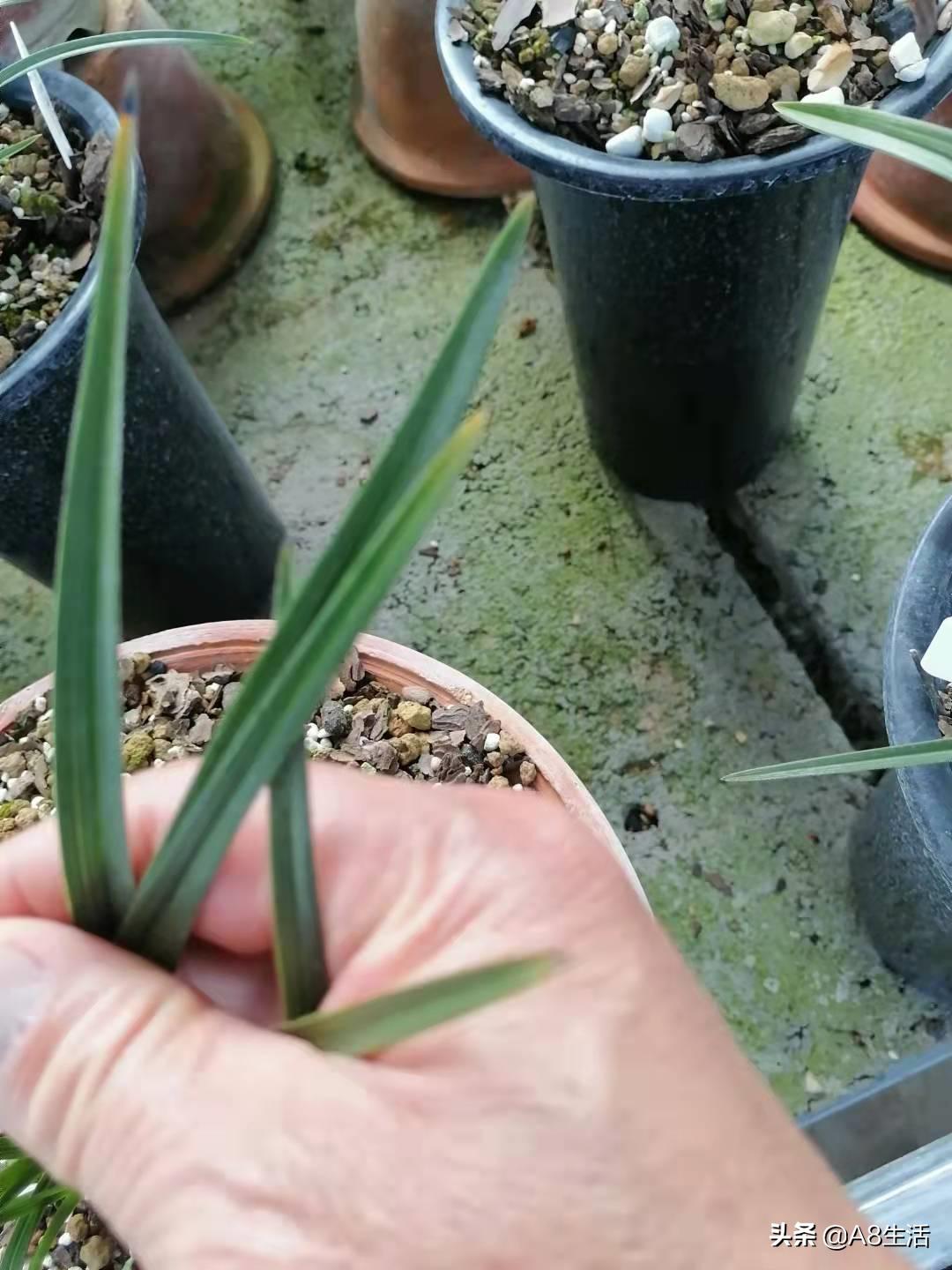 带你认识中华兰花纹瓣兰,顶级纹瓣兰图片