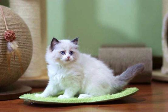 布偶猫各种价位,布偶猫品种大全及价格表